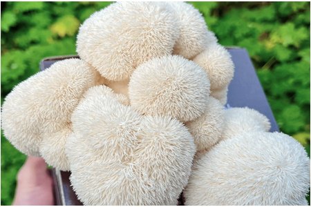 GutSave Ingredient - Organic Lion’s Mane Powder